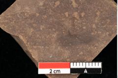 Foto (Detailansicht) von Graminea ? sp.  (NHMW-GEO-2024-0188-0390)